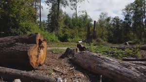 Best Tree Maintenance Programs  in Apalachin, NY