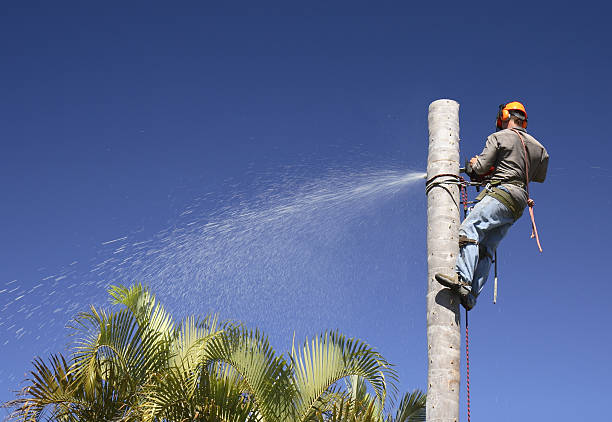 Best Tree Disease Treatment  in Apalachin, NY