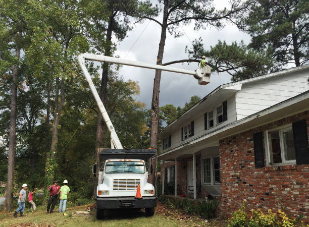 Best Palm Tree Trimming  in Apalachin, NY