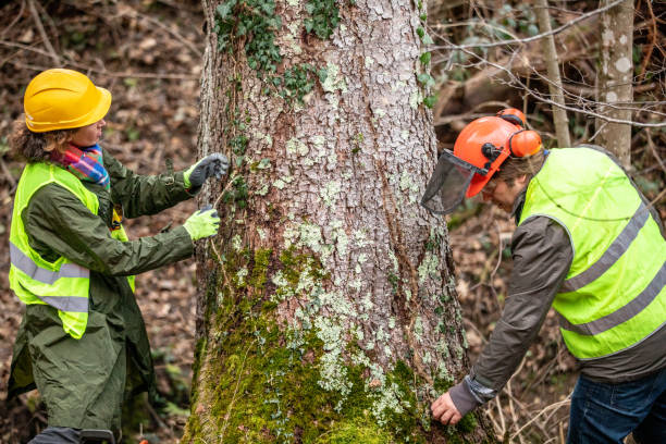 Best Emergency Tree Removal  in Apalachin, NY