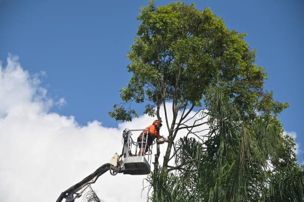 Best Pest Control for Lawns  in Apalachin, NY