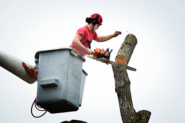 Reliable Apalachin, NY Tree Care Solutions
