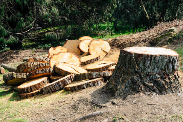 Best Tree and Shrub Care  in Apalachin, NY